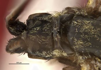 Media type: image;   Entomology 11799 Aspect: head dorsal view